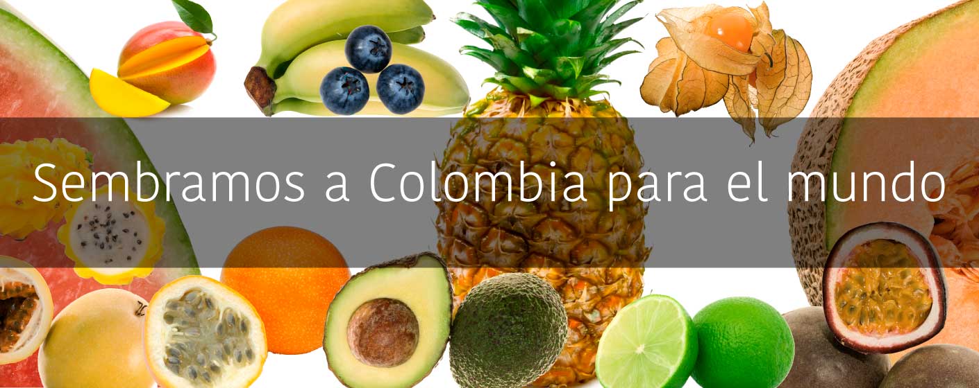 sembramos-colombia-mundo-cci-exportador-frutas-productivo