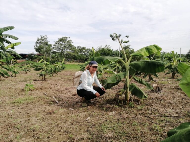 LA REVOLUCIÓN AGRÍCOLA EN EL BAJO CAUCA: EL PROYECTO QUE IMPULSA LA PRODUCCIÓN SOSTENIBLE DEL PLÁTANO HARTÓN